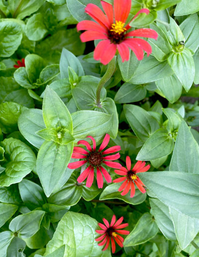 Peruvian zinnia