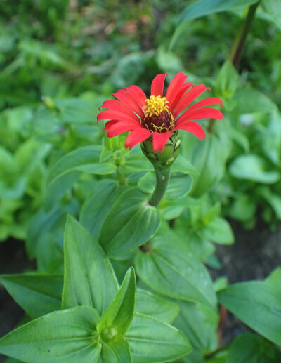 zinnia du Pérou - Image 2