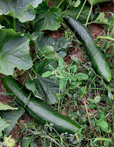 organic Shintokiwa cucumber