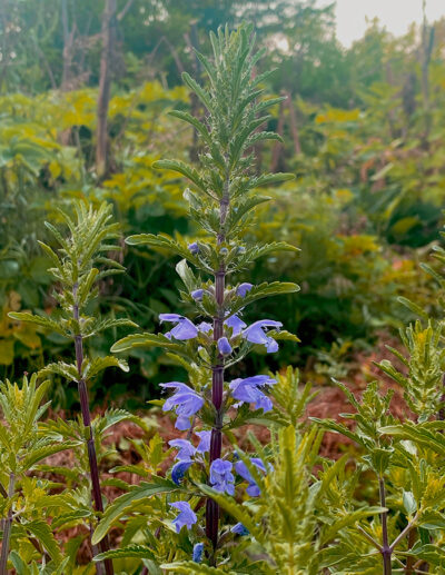 mélisse turque bio - Image 2