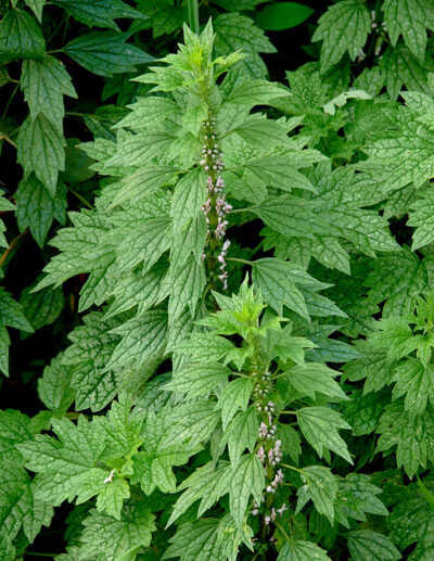 organic motherwort