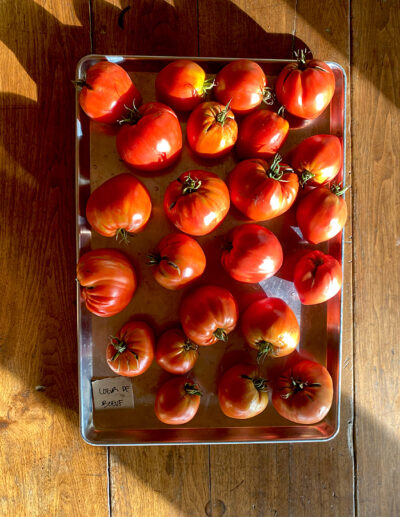 tomate Coeur de Boeuf - Image 3